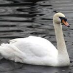 Лебідь-шипун