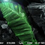 obr10_InP_x10000SEI-6 (8)