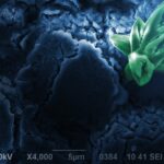 obr7_GaAs_x4000SEI (6)